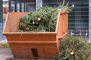 Baumschnitt im Container